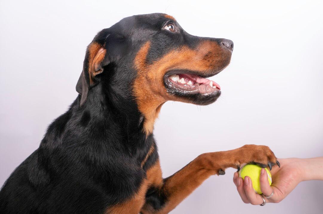 罗威纳挑食如何处理,罗威纳挑食怎么办