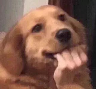 福懋动物医院:猫咪皮肤病不难治,看了这篇你就懂了