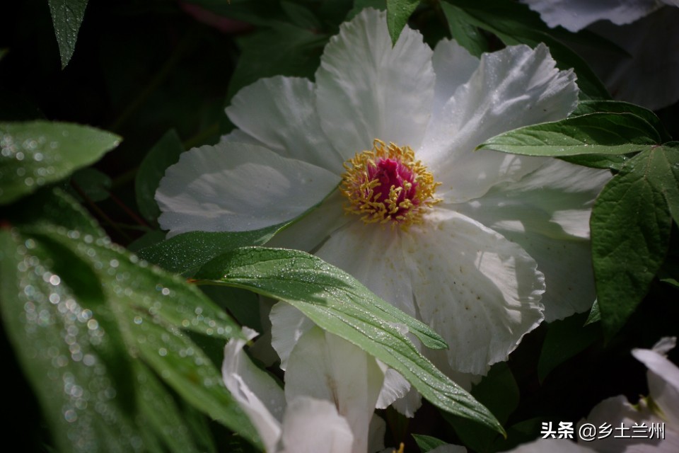 芍药花开的季节等你欣赏,芍药花开如诗如画