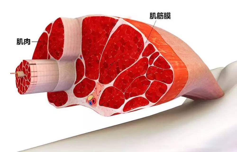 拉伸就痛是拉伤还是抽筋,拉伸就是拉筋吗