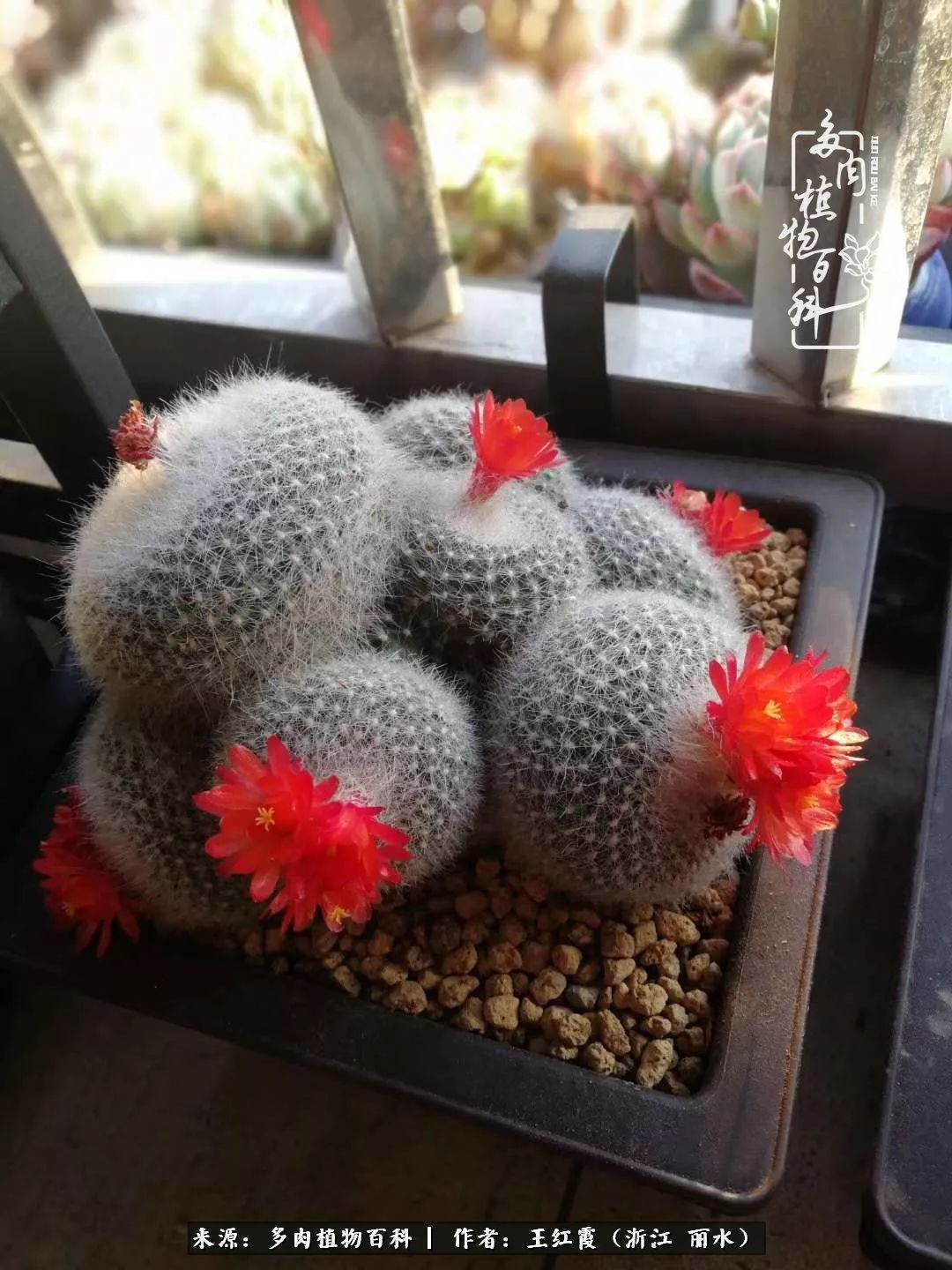 仙人球露养条件,仙人球的露养方法