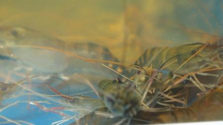 好吃又养生的花胶鸡,秋冬必打卡的养生花胶鸡