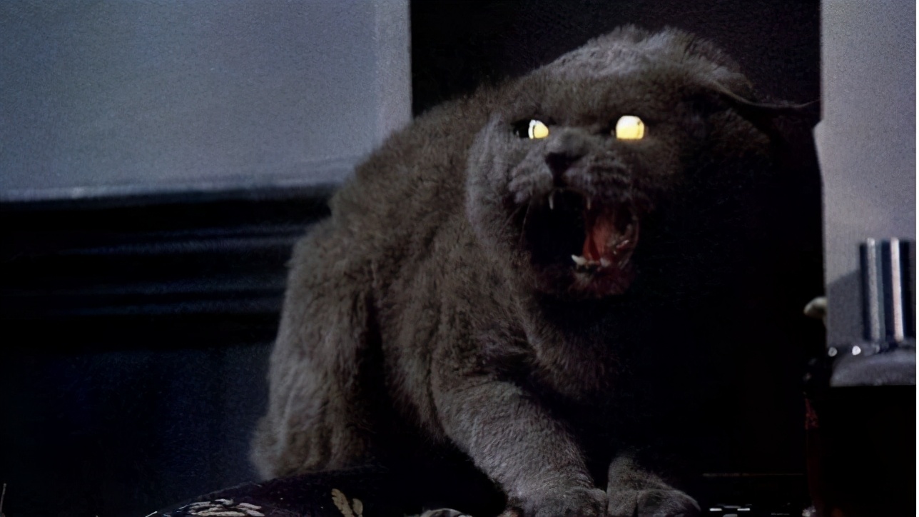 宠物公墓深度解析,宠物公墓内容