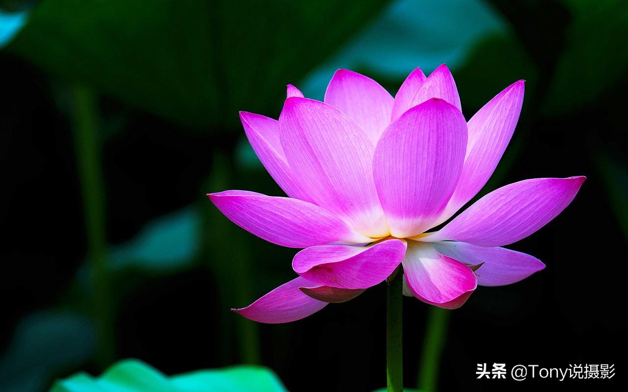 摄影后期如何打造浅景深,摄影基础知识与理解