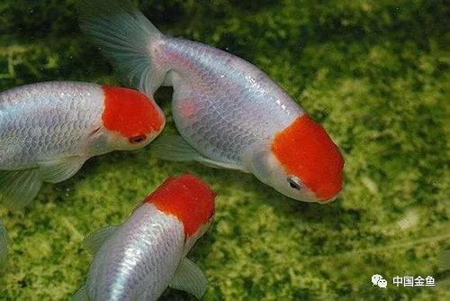 金鱼失鳔沉底怎么办,金鱼为什么养着养着就失鳔了