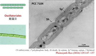 蓝藻到底有多可怕,蓝藻是怎么进化来的