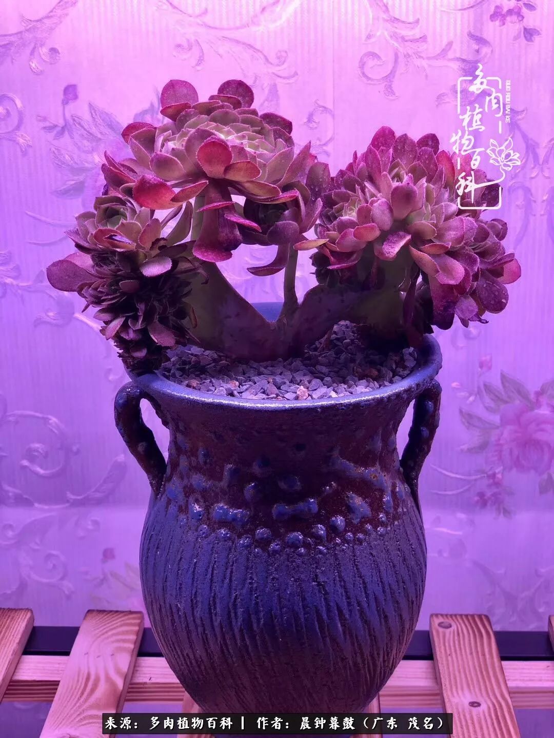 轻轻地告诉你，我的多肉也曾美过，不信你看看