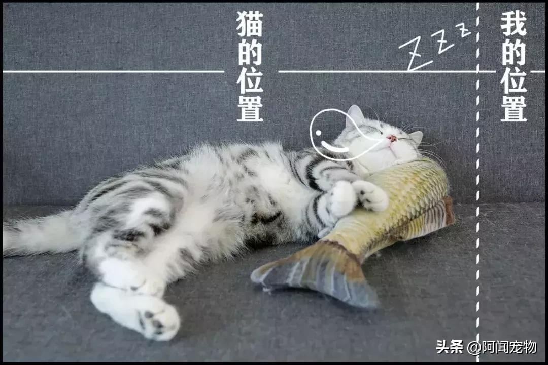 养宠物的哪个瞬间让你最崩溃,养宠物的24个扎心日常