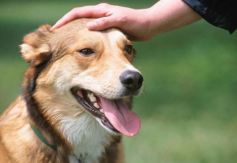 狗狗躺下露肚子不让摸,狗狗在外面不让主人摸