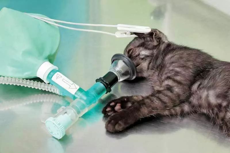 铲屎官必知判断猫咪生病的症状,铲屎官注意猫咪这个部位也需护理