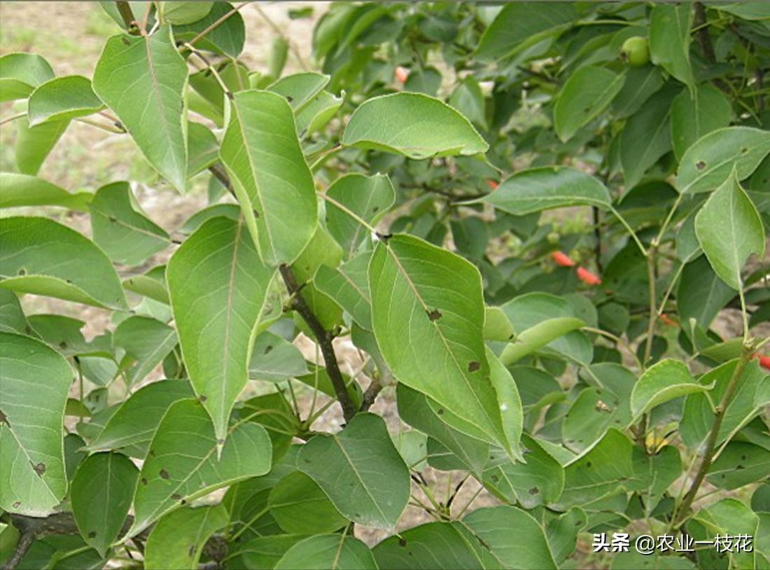 梨树黑星病和叶斑病辨别,梨树黑星病害视频