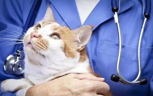 给猫绝育是最大的谎言,看完再决定要不要给猫绝育