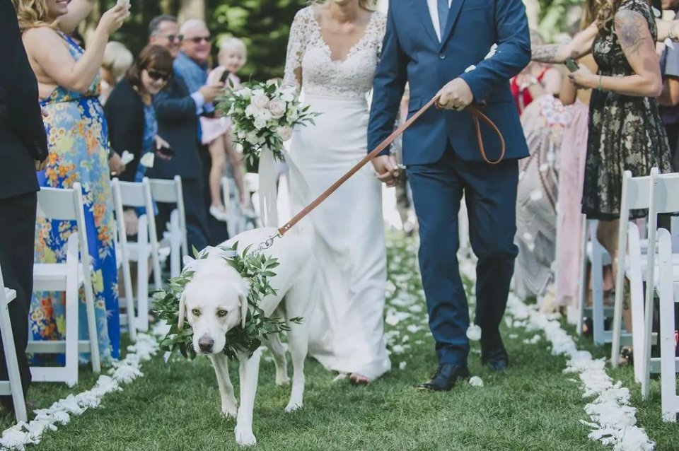 约会千万不要带狗,婚礼可以带狗吗