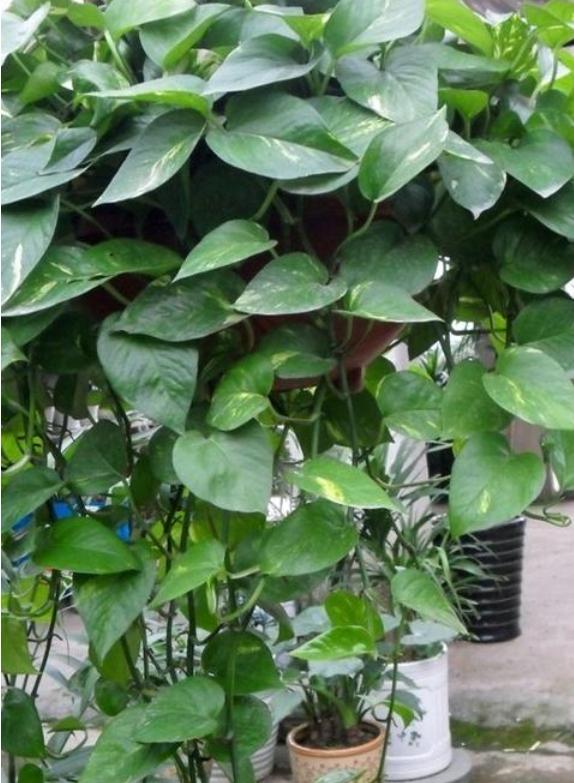 绿萝这么养不烂根不黄叶爆长新叶,养绿萝要多长时间浇一次水