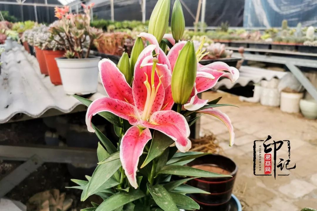 商丘花鸟批发基地,商丘花鸟市场地址