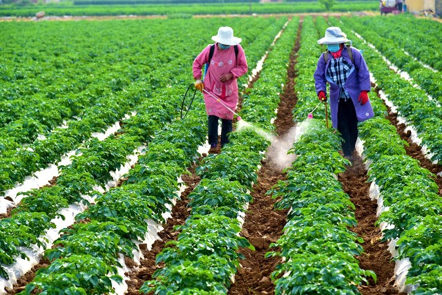 农村集市没生意,现在农村大集什么卖得火爆