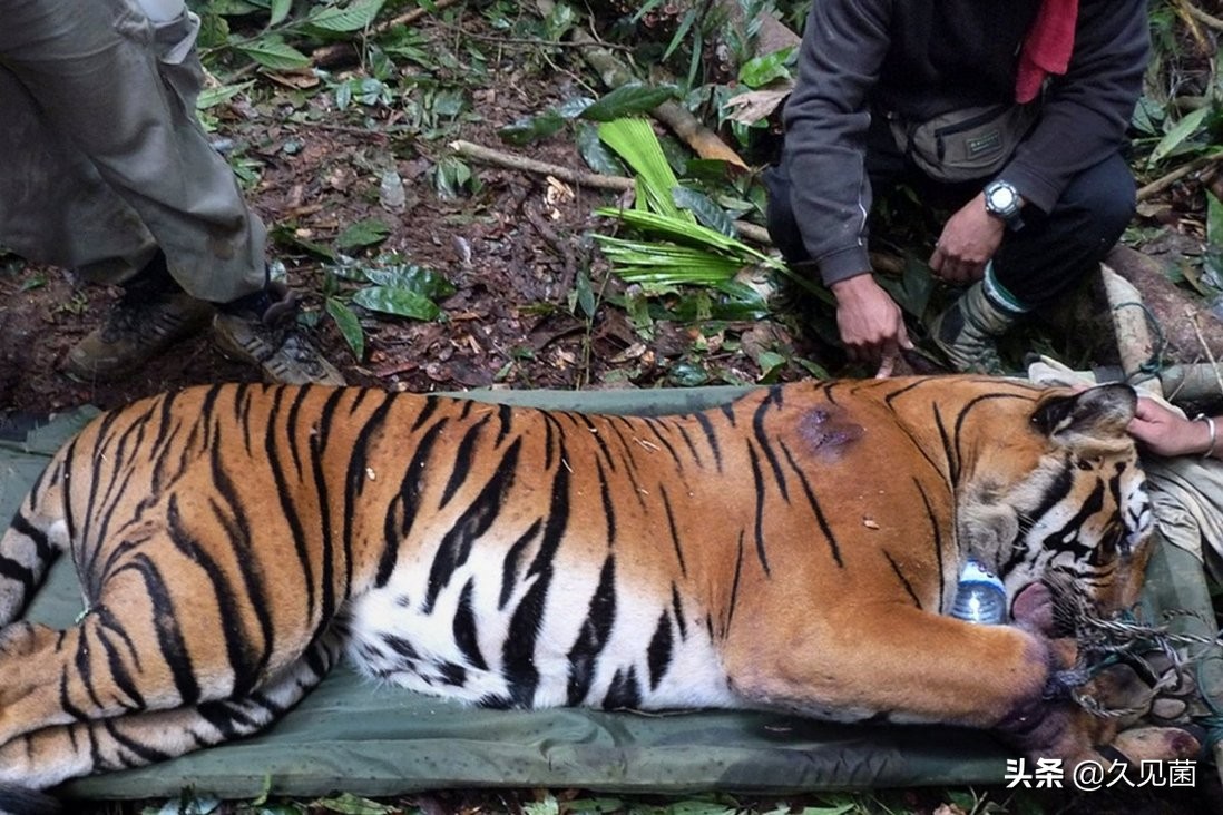 70岁老汉野外和500斤东北虎对峙,老汉和老虎对打
