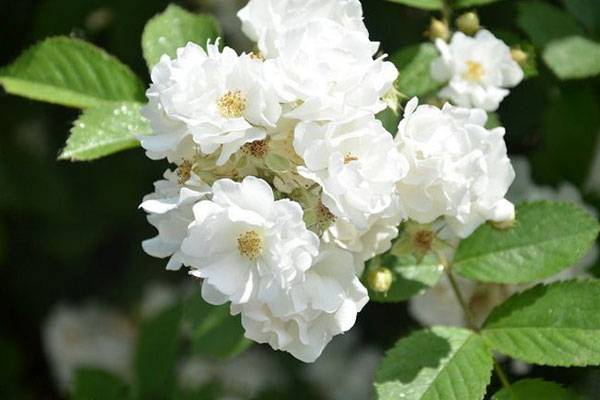 开到荼蘼花事了麝月,开到荼靡花事已尽
