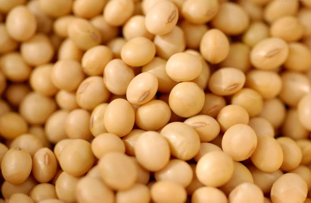 蛋白质粉的科普知识,植物蛋白的蛋白粉是什么样的