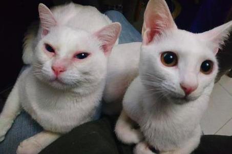 猫咪流泪有眼屎是什么原因导致的,猫咪老是流泪有眼屎什么原因