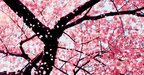 胆真大,医生胆真大在家做手术