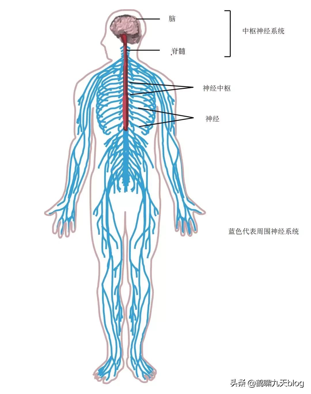 人类大脑如何超越人工智能,人类的出路在于将自身升级为神