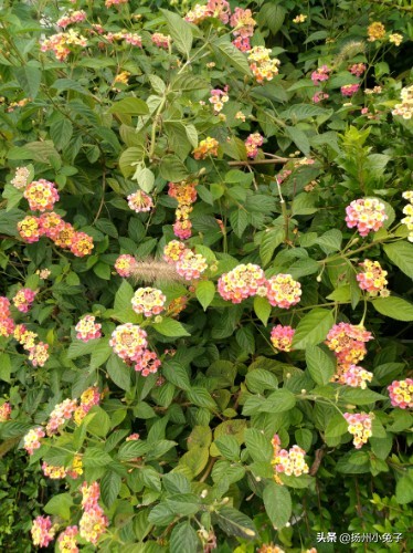 扬州三湾公园照片,扬州三湾公园建设好了吗