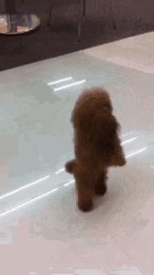 泰迪老是拱屁股怎么回事,泰迪头拱地脚刨地为什么