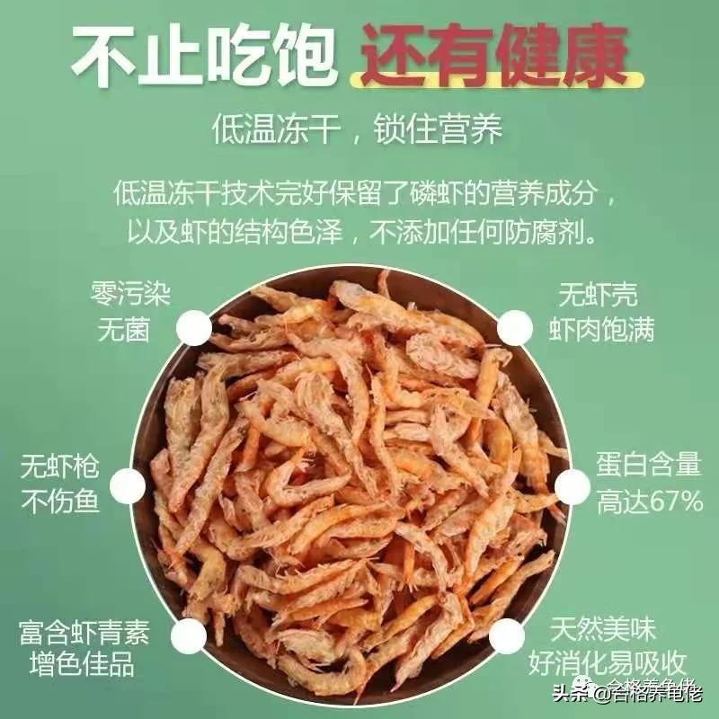 安缘龟喂什么食物,发色龟粮适合什么龟吃