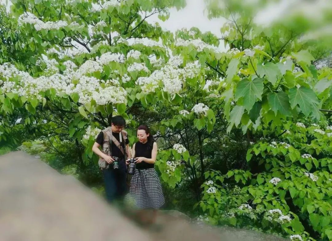 隐世原乡,又见桐花开。