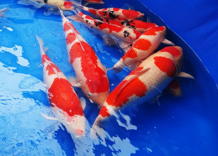 养锦鲤的技巧和方法,养锦鲤如何防鱼病