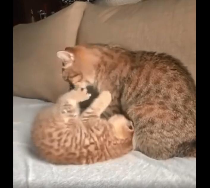小奶猫被猫妈妈接纳,小奶猫撒娇人类忍不住揍小奶猫
