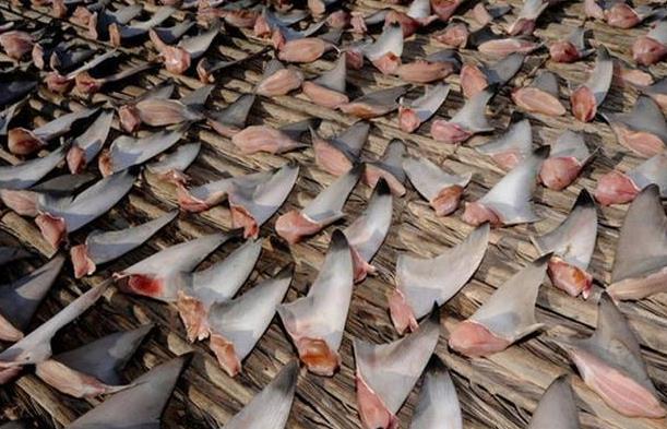 能让大白鲨恐惧的五种海洋生物,凶猛的鲨鱼大白鲨