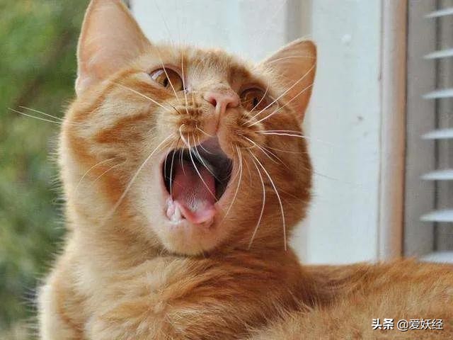 拜宠清猫驱虫药真假,拜宠清猫咪驱虫药怎么样