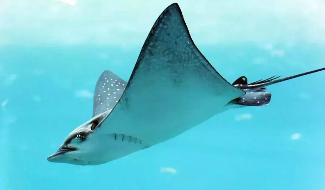 与海洋生物一起旅游,与海洋生物同游