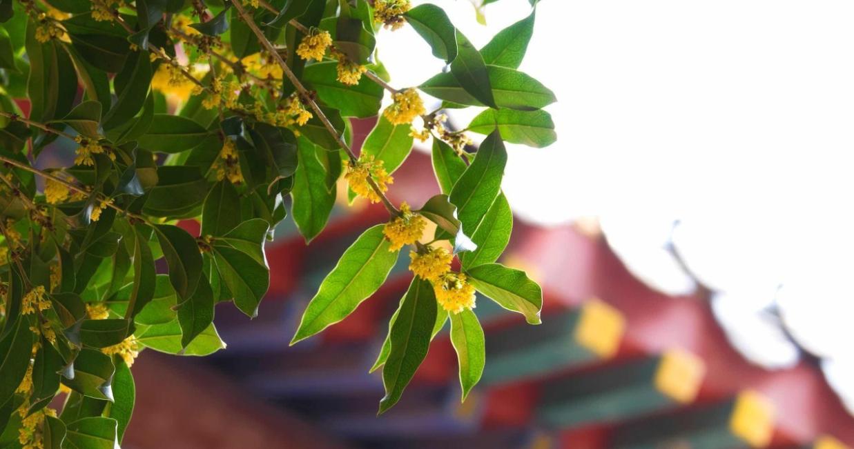 南京人气最高的3大寺庙，历史悠久，风景优美，是赏秋静心好去处