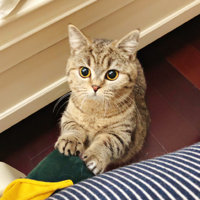 这些名贵的中华田园猫你都知道吗,田园猫哪个品种最稀少