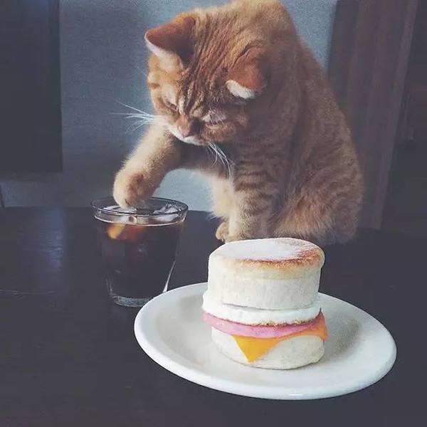 你家猫爱吃零食吗,你家猫咪爱吃水果吗