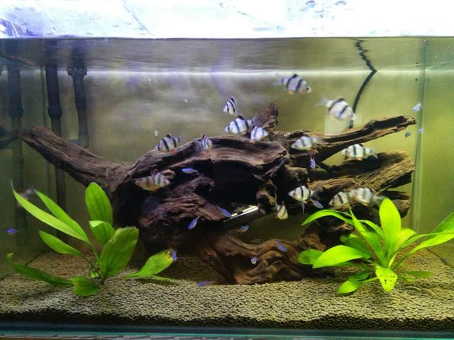 鱼缸水质发黄用什么滤材,鱼缸活性炭洗了几遍还是黑色的水