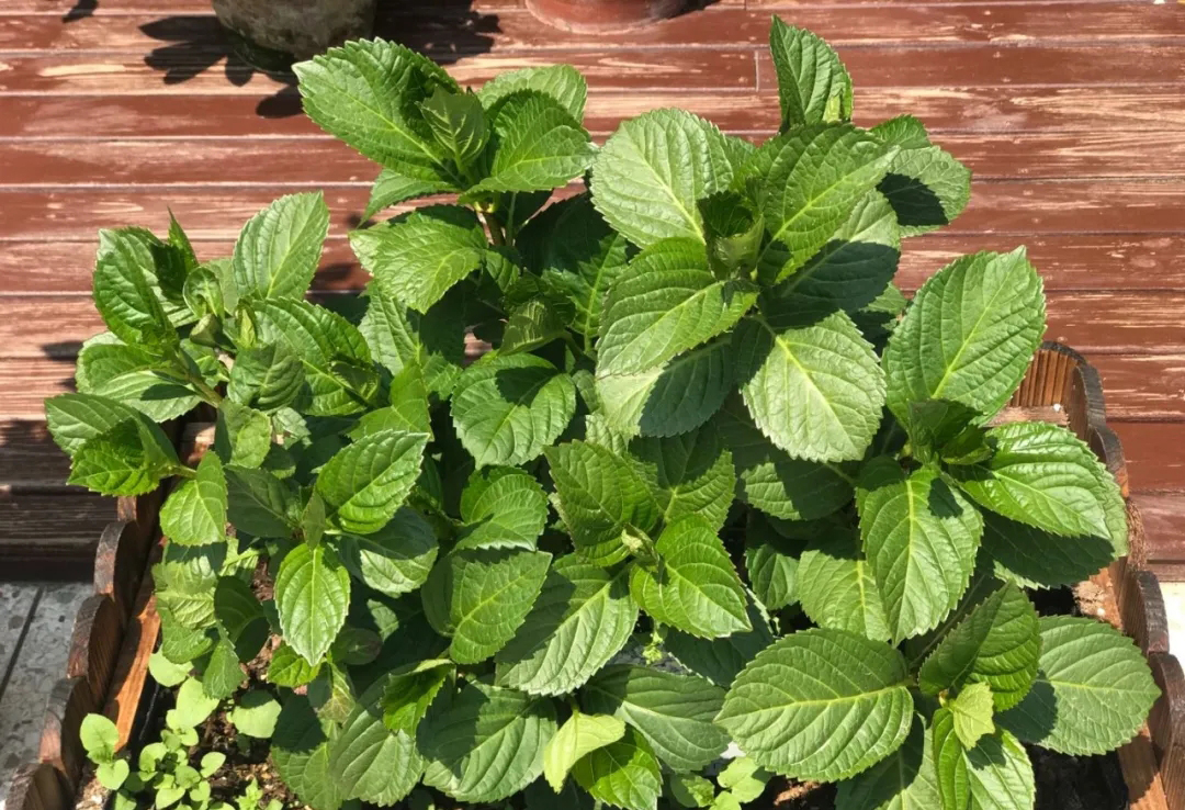 绣球4月中旬如何养护,绣球养护方法和注意事项