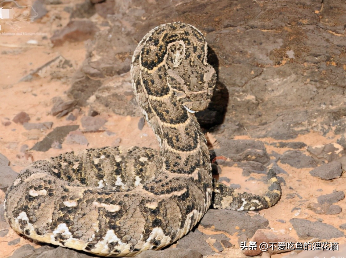 要不是因为强大的繁殖和适应能力，也许它会被天敌吃成濒危动物