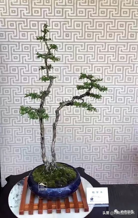 双干树,双干型果树