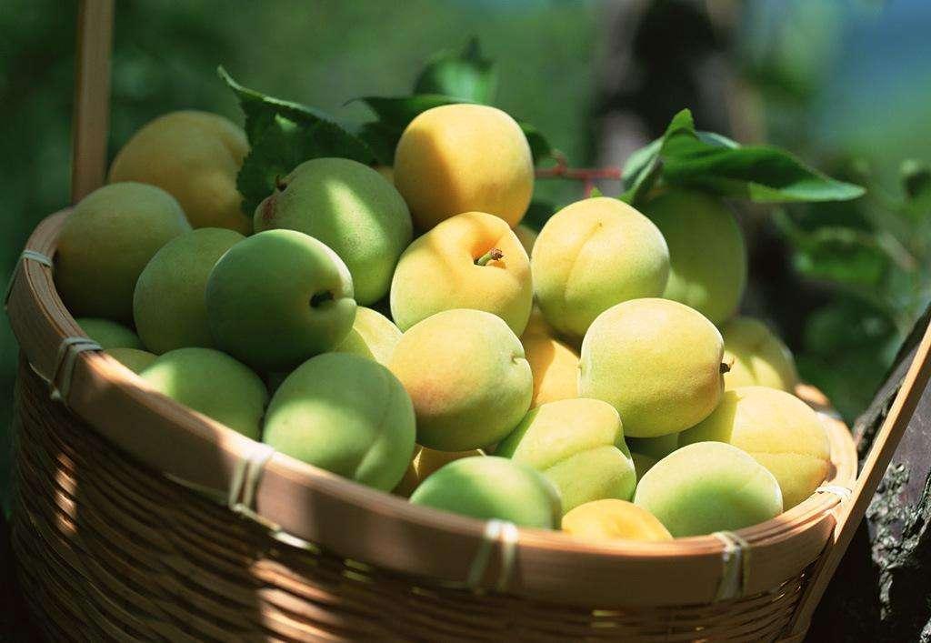 望梅止渴的梅是什么梅子,望梅止渴的梅指是果梅还是花梅