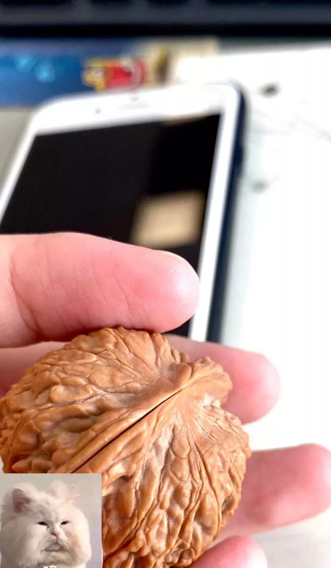 文玩核桃尾鳍开裂,文玩核桃为什么会开裂