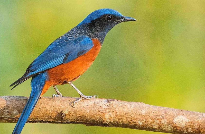 东江揽胜,惠州淡水常见鸟类图谱