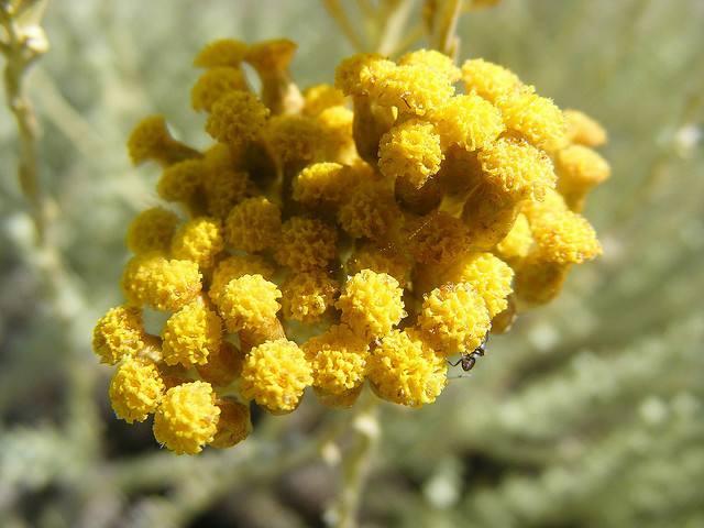 国外仿制云南白药,比较正宗的云南白药