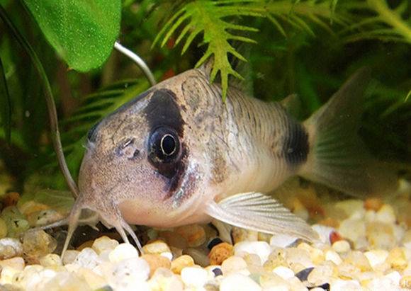 好养好看又有趣的几种观赏鱼,奇葩又好养的观赏鱼