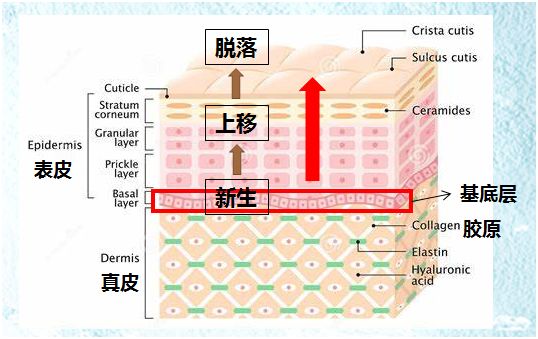 皮肤屏障受损怎么修复最简单有效,可预修复皮肤屏障受损的医用产品
