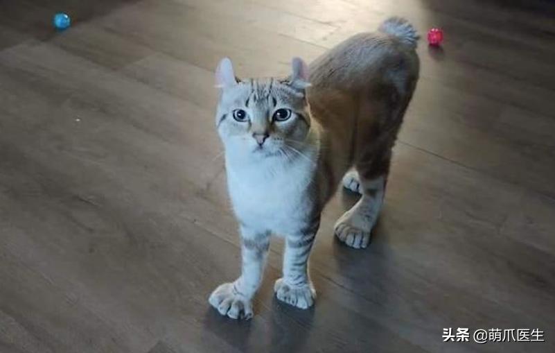 给猫剪指甲指甲劈开了有没有事了,给猫猫剪指甲失误