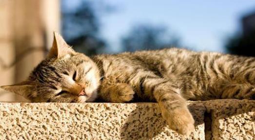 猫咪中暑会尿黄吗,猫咪轻微中暑最好解决方法